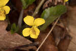 Roundleaf yellow violet